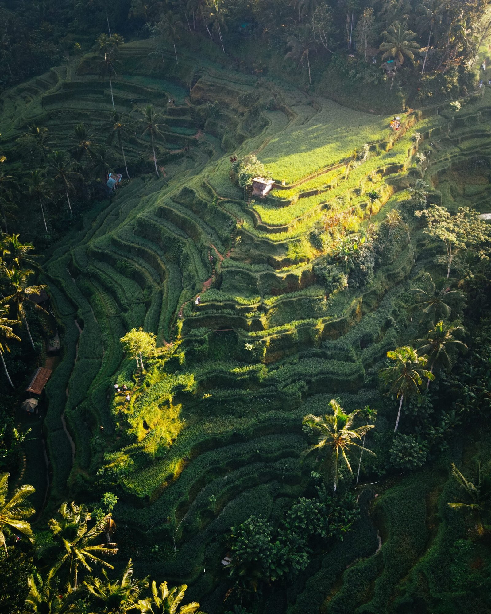 The stepped green rice terraces of Tegallalang near Ubud, Bali